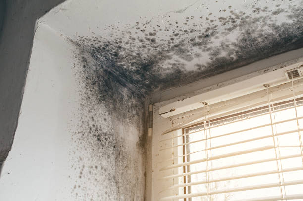 Affordable Mold Cleanup solutions in Rowlett, TX
